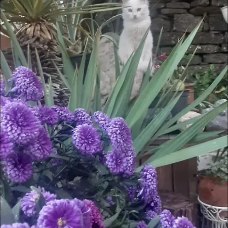 Appartement Dalipi's *